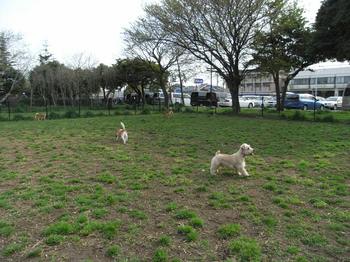 20100418_DOG RUN篠崎公園２.jpg
